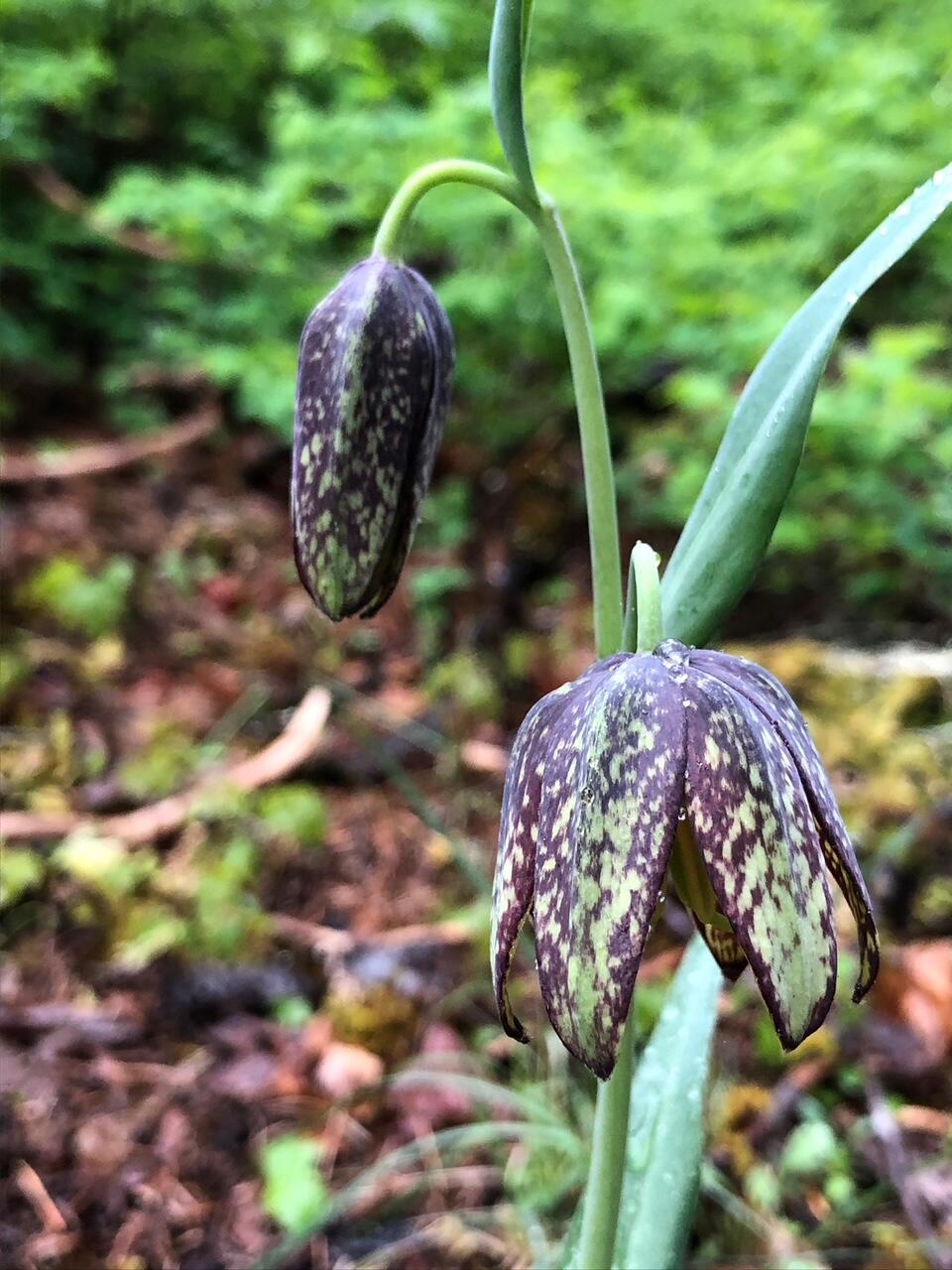 52 Dodes Creek Road Trail, OR 97541 - Photo 106 of 110 Native Plants