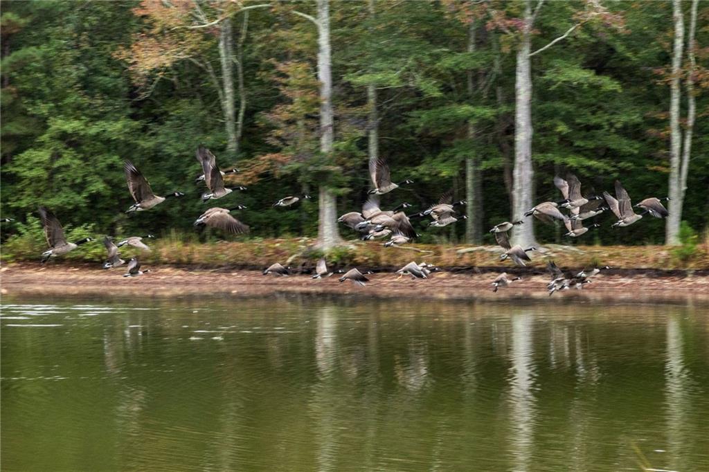 265 Honeysuckle Lane Temple, GA 30179 - Photo 5 of 5