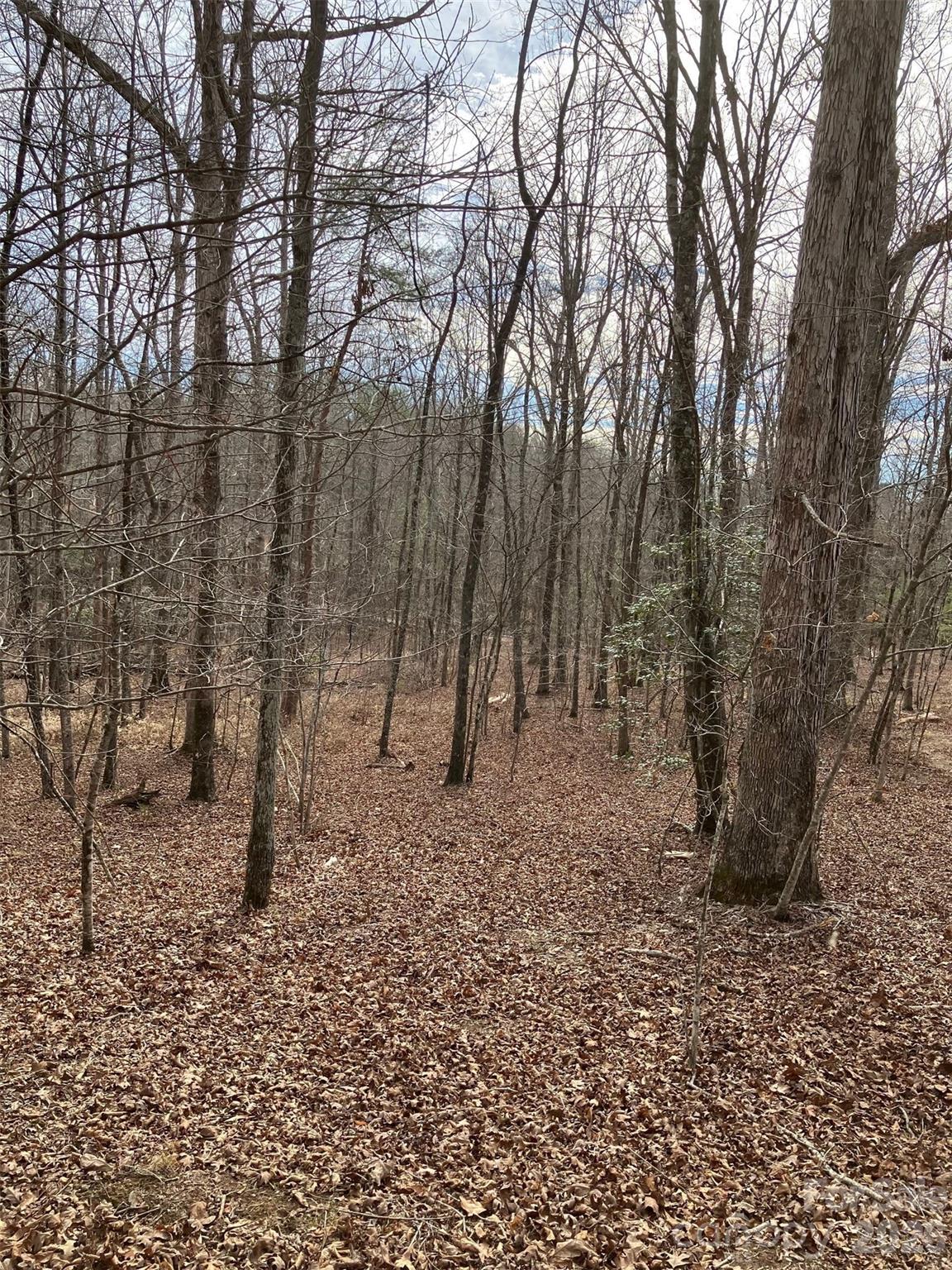 Lot 7 Springbrook Court Tryon, NC 28782 - Photo 3 of 6 a view of a forest with trees in the background