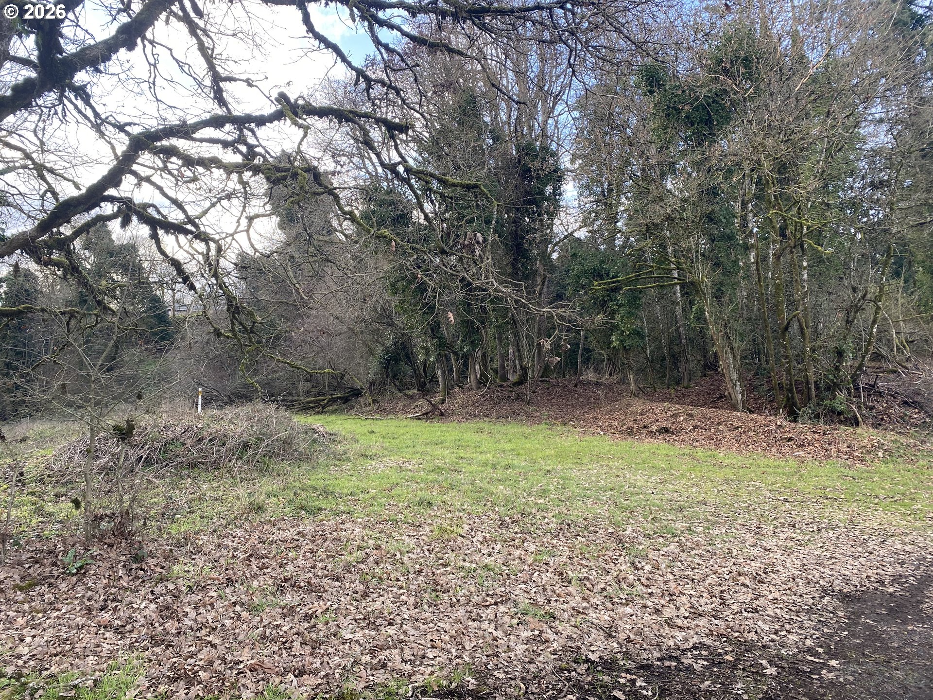a view of a yard with trees