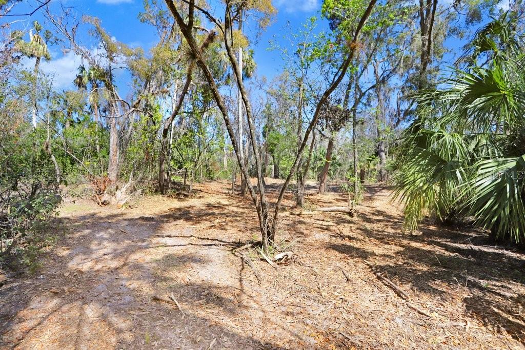 4868 Rambling River Road Brandon, FL 33511 - Photo 40 of 45 a view of yard with trees