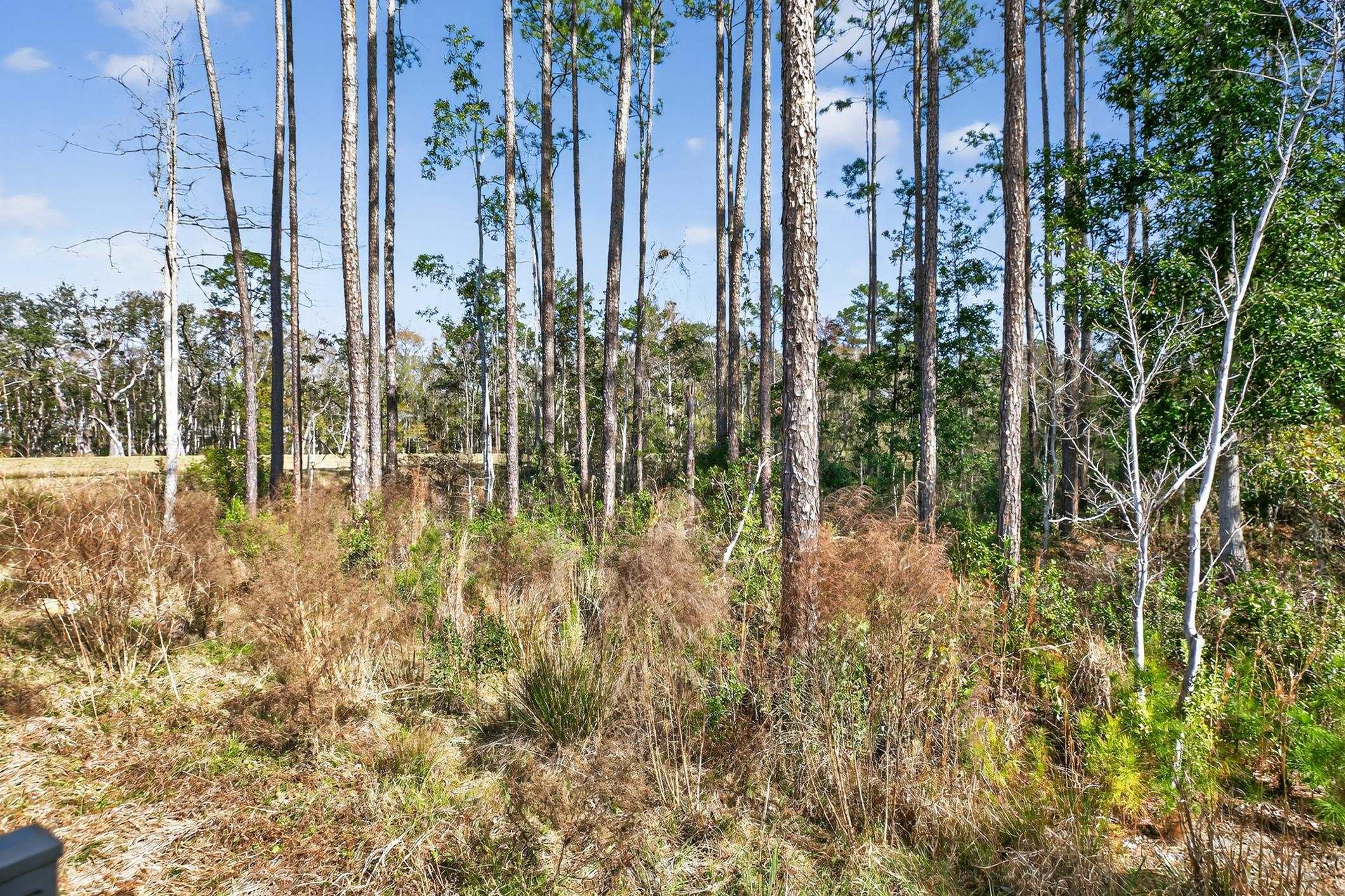 177 White Rabbit Run St. Augustine, FL 32092 - Photo 52 of 53 View of local wilderness