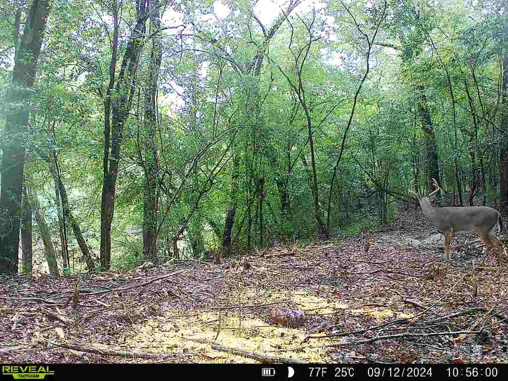 202-acres Columbus Holley Road Samson, AL 36477 - Photo 28 of 50