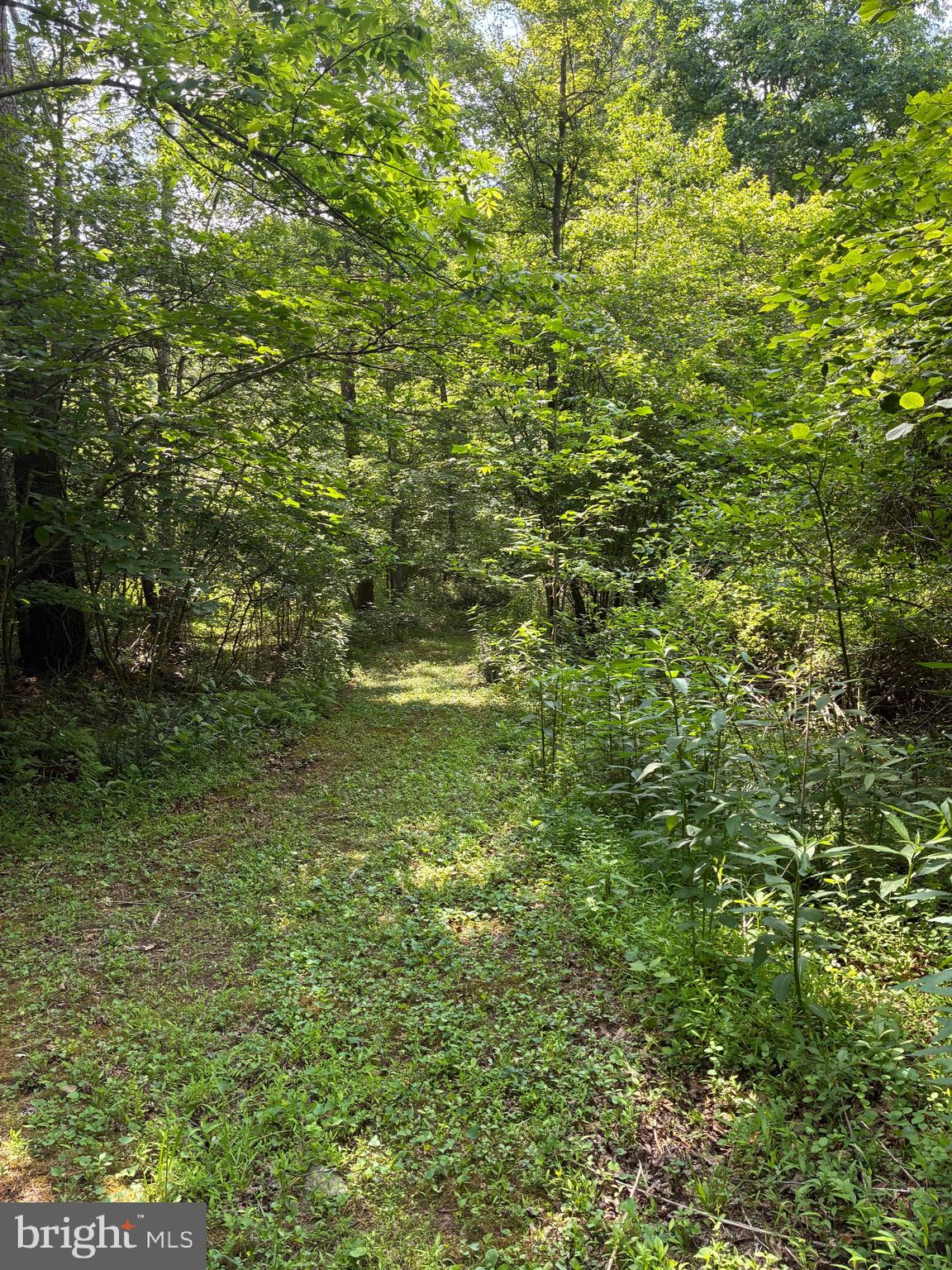 1499 Buggy Ridge Road Mount Jackson, VA 22842 - Photo 35 of 39