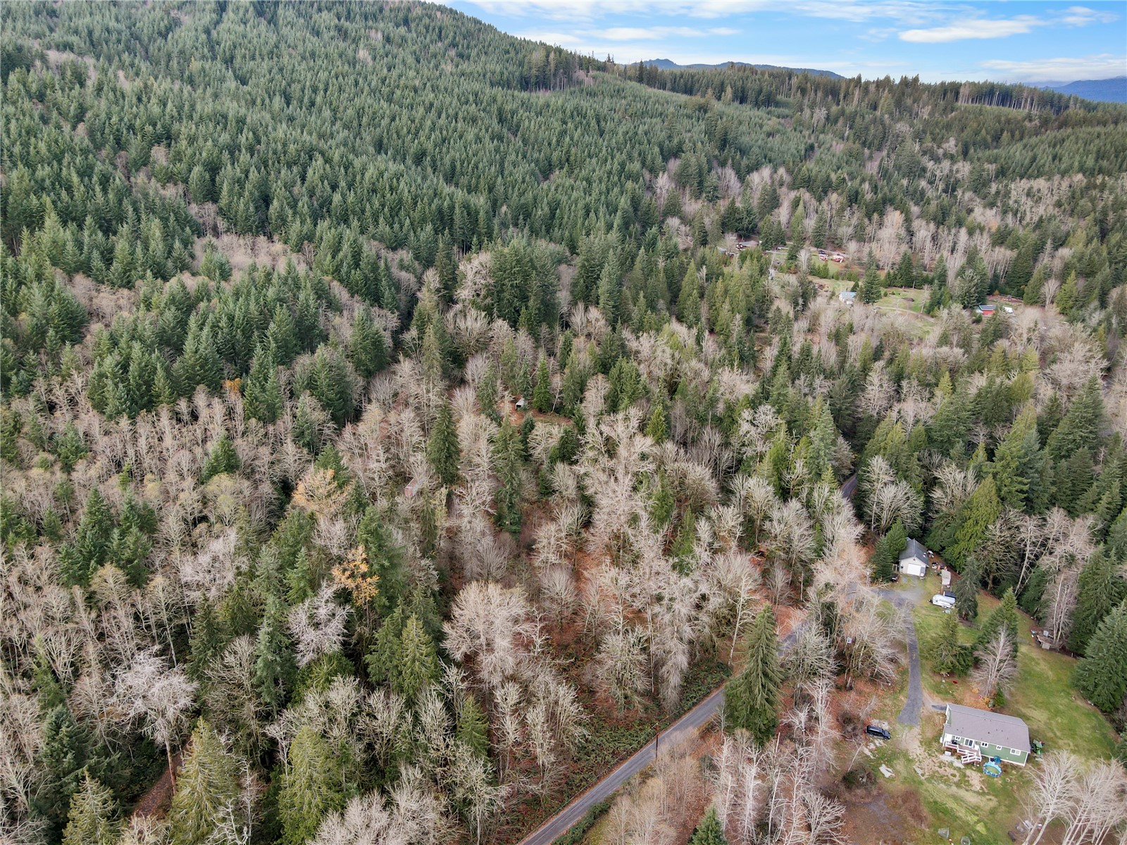 a view of a forest with a street