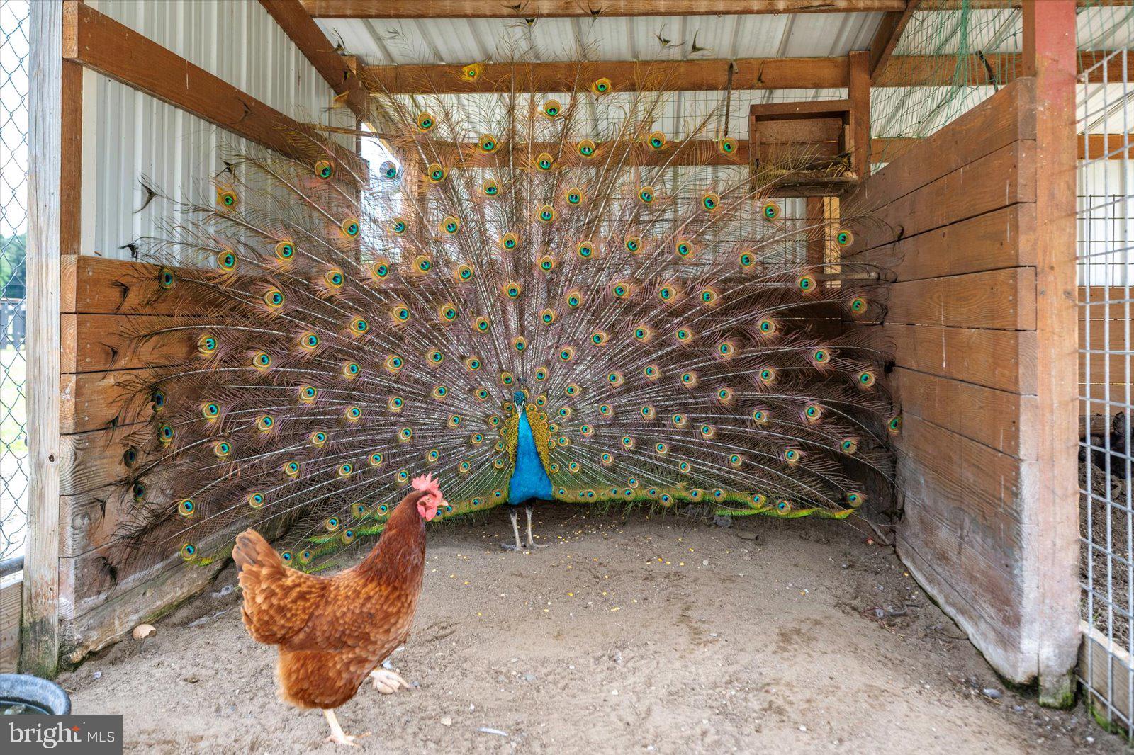 31191 Johnson Road Salisbury, MD 21804 - Photo 74 of 97 Petting zoo