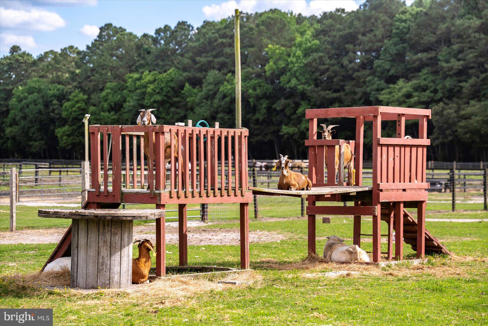31191 Johnson Road Salisbury, MD 21804 - Photo 75 of 97 Petting zoo