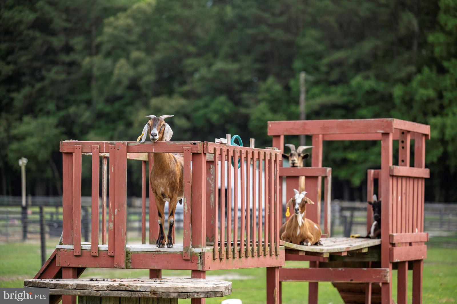 31191 Johnson Road Salisbury, MD 21804 - Photo 76 of 97 Petting zoo