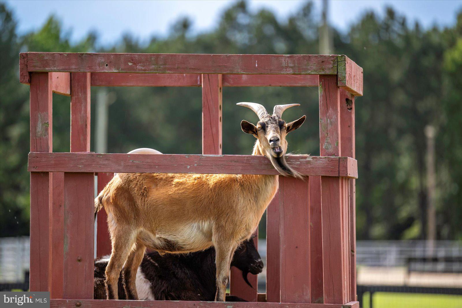 31191 Johnson Road Salisbury, MD 21804 - Photo 77 of 97 Petting zoo