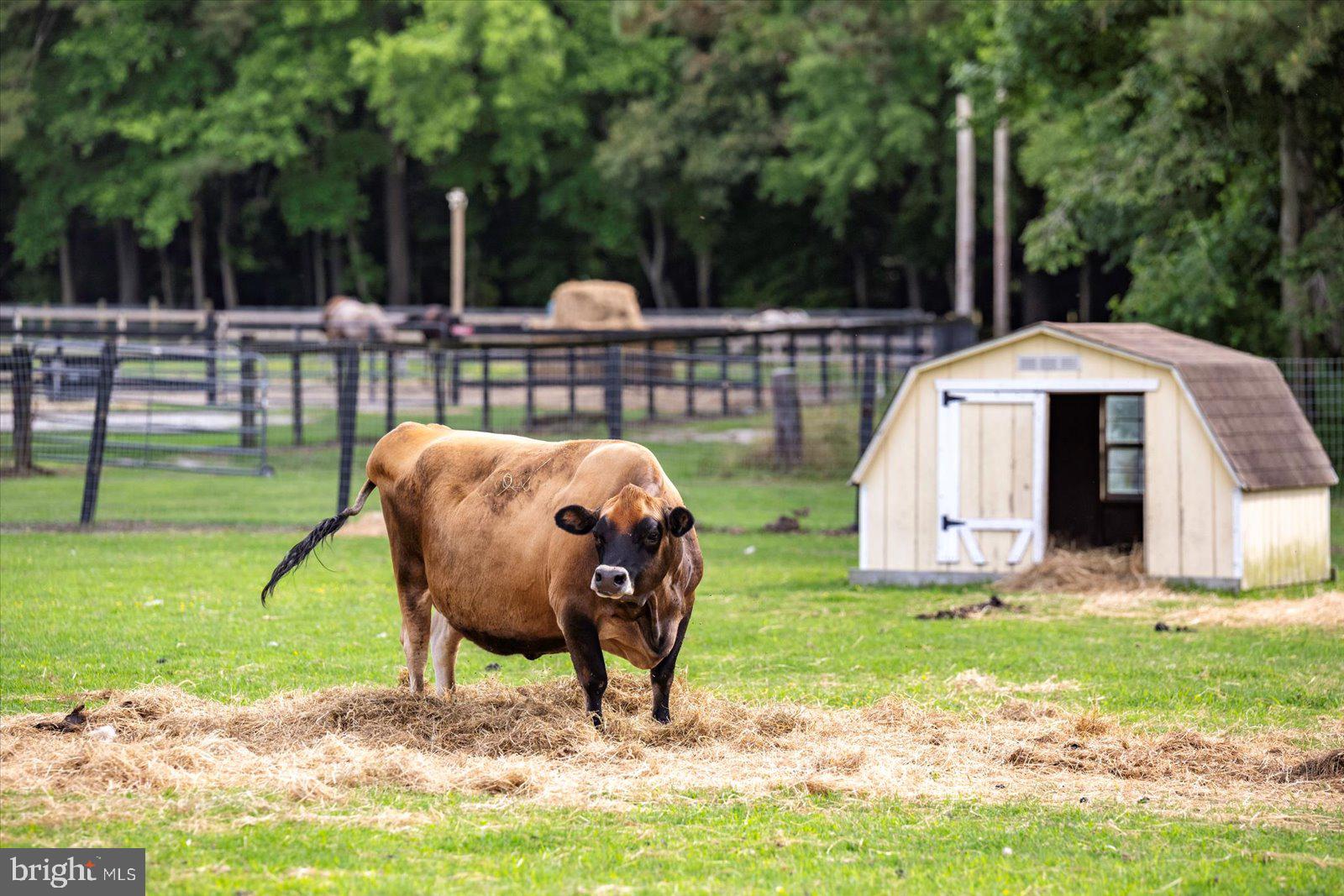 31191 Johnson Road Salisbury, MD 21804 - Photo 78 of 97 Petting zoo