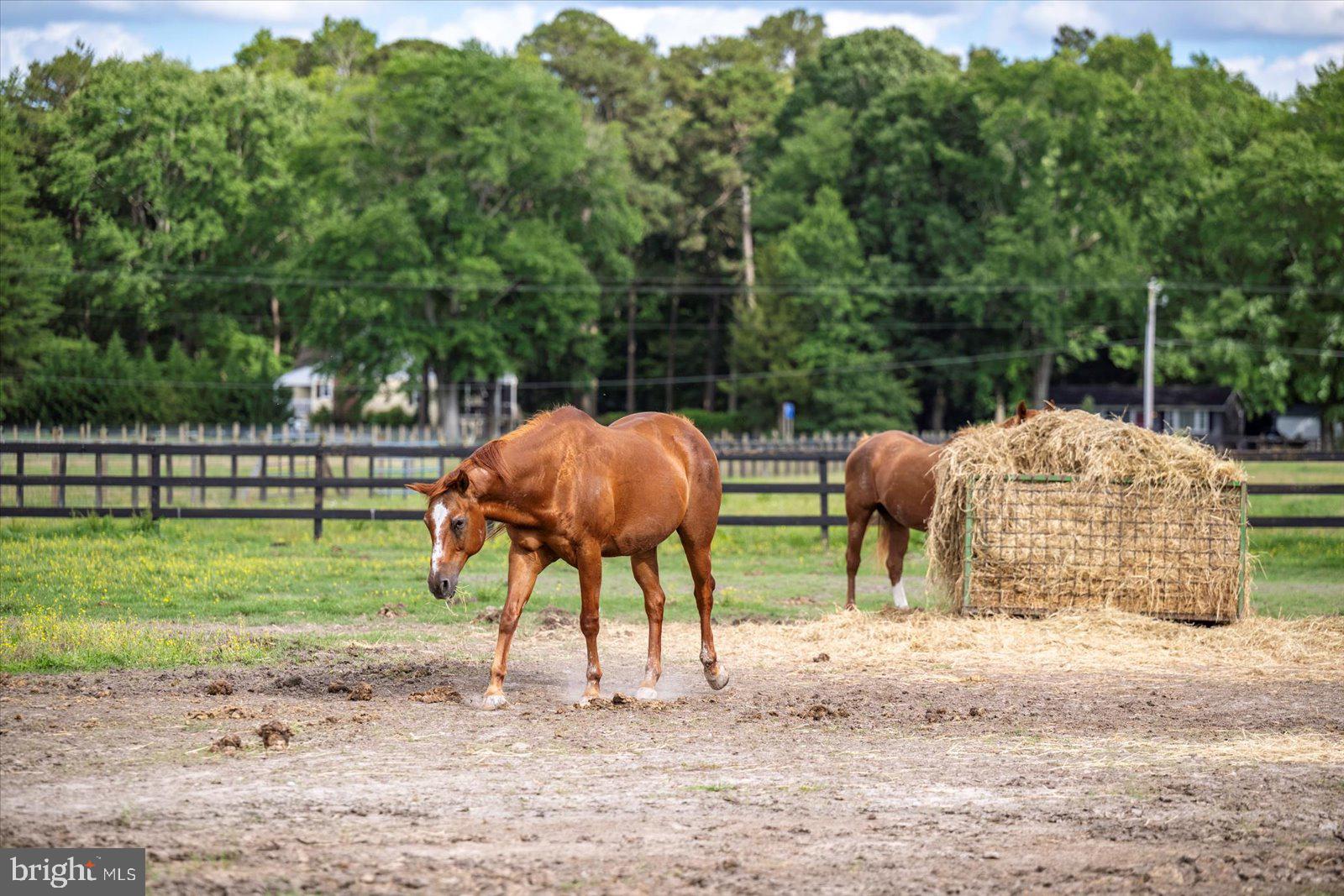 31191 Johnson Road Salisbury, MD 21804 - Photo 84 of 97