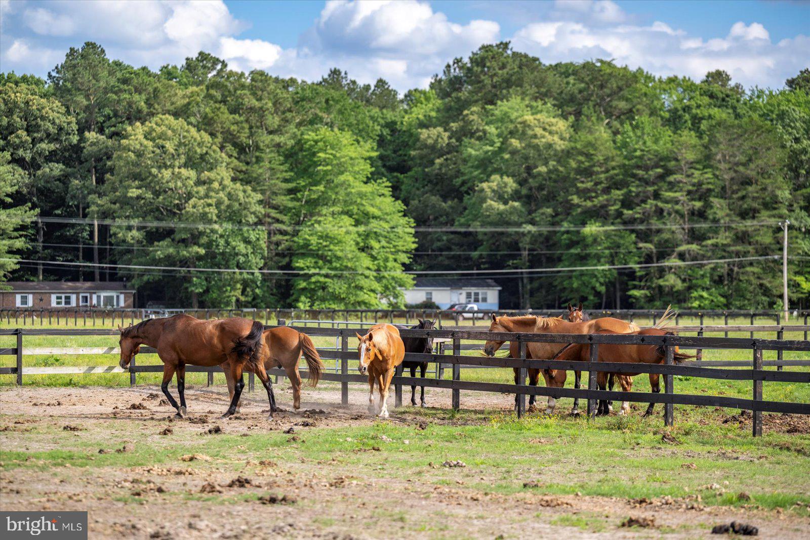 31191 Johnson Road Salisbury, MD 21804 - Photo 85 of 97