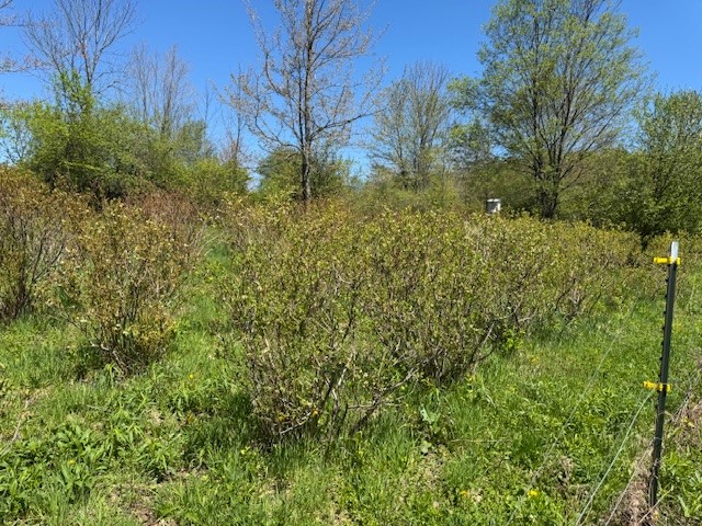64 Olin Evans Road Franklin, NY 13775 - Photo 39 of 44