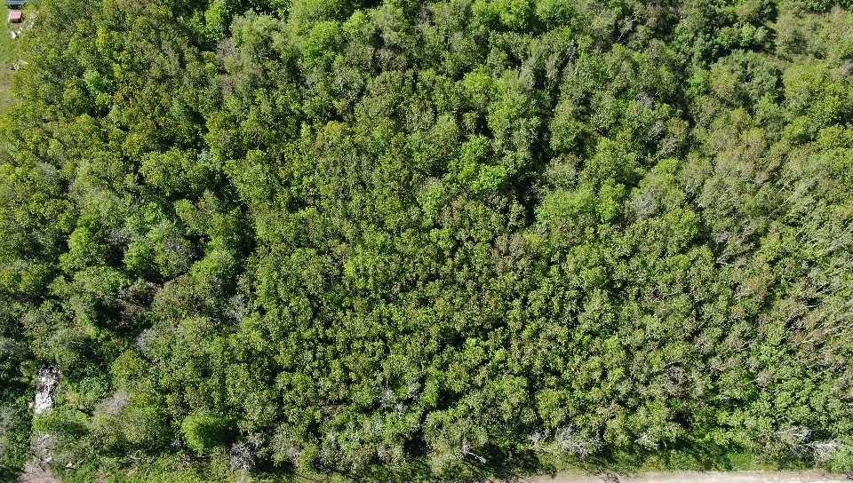 931 Lawson Road Rosharon, TX 77583 - Photo 5 of 9 a view of a lush green forest
