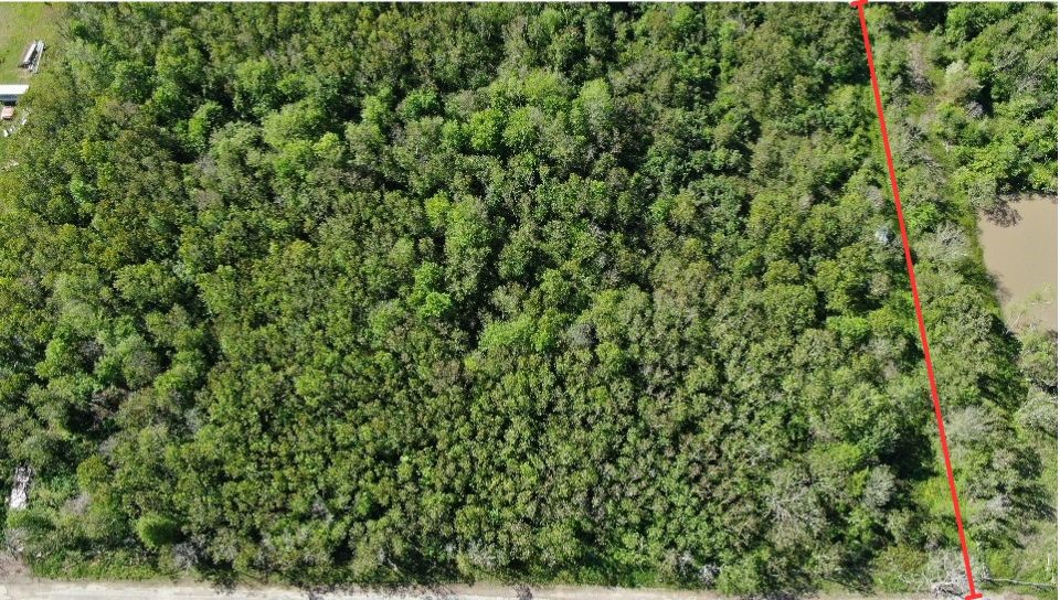 931 Lawson Road Rosharon, TX 77583 - Photo 6 of 9 a view of a lush green forest