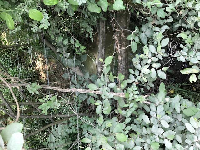 Frog Hollow Road Delano, TN 37325 - Photo 3 of 5 IMG_6954