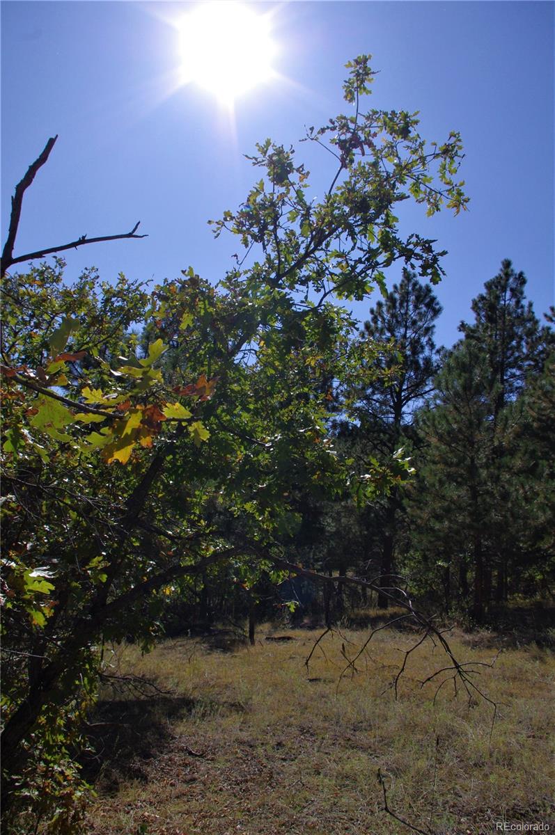 10013 McKinney Road Littleton, CO 80127 - Photo 13 of 25 a view of a tree in a yard