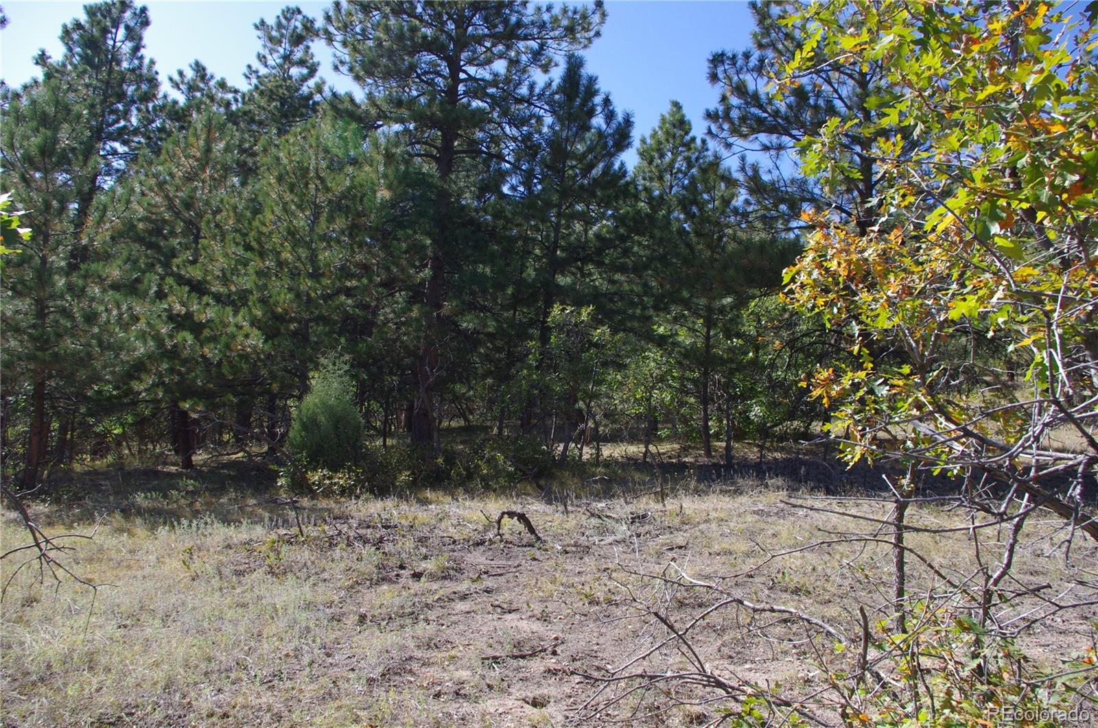10013 McKinney Road Littleton, CO 80127 - Photo 14 of 25 a view of backyard with green space