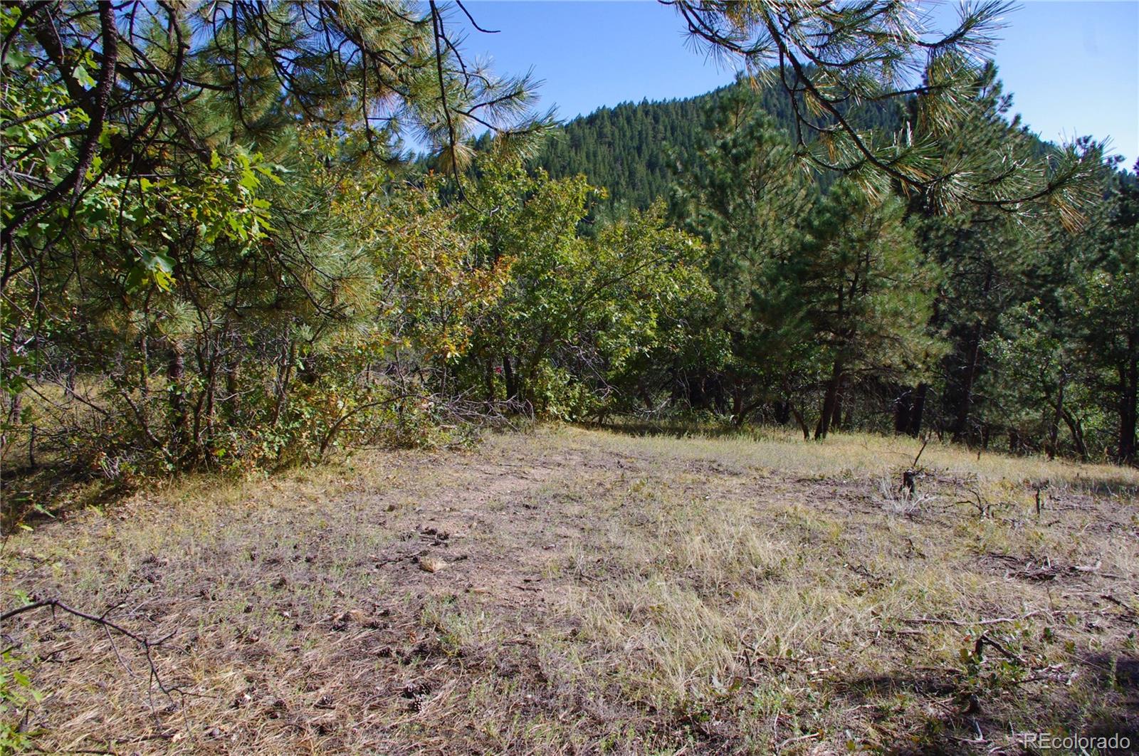 10013 McKinney Road Littleton, CO 80127 - Photo 15 of 25 a view of a yard with a tree