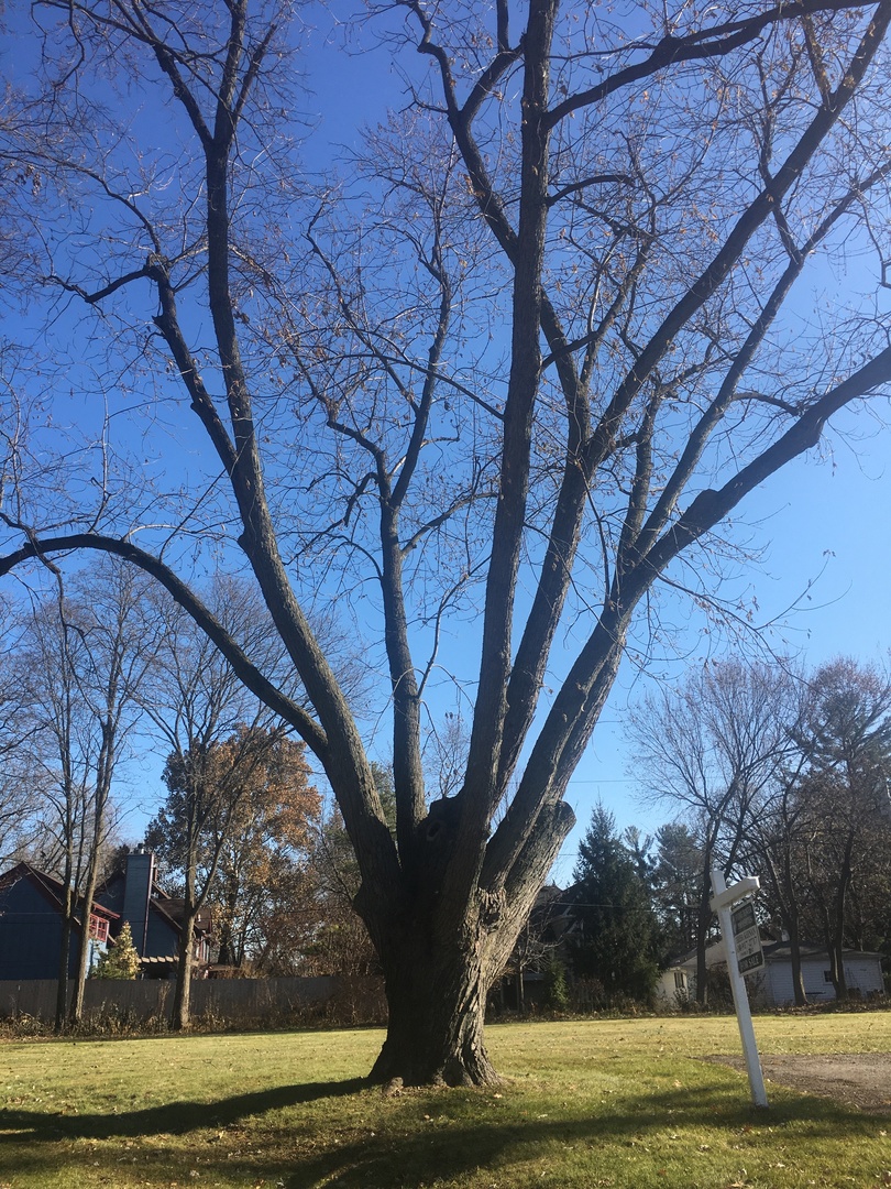 715 Meadows Road Geneva, IL 60134 - Photo 3 of 12 a view of a yard with large trees