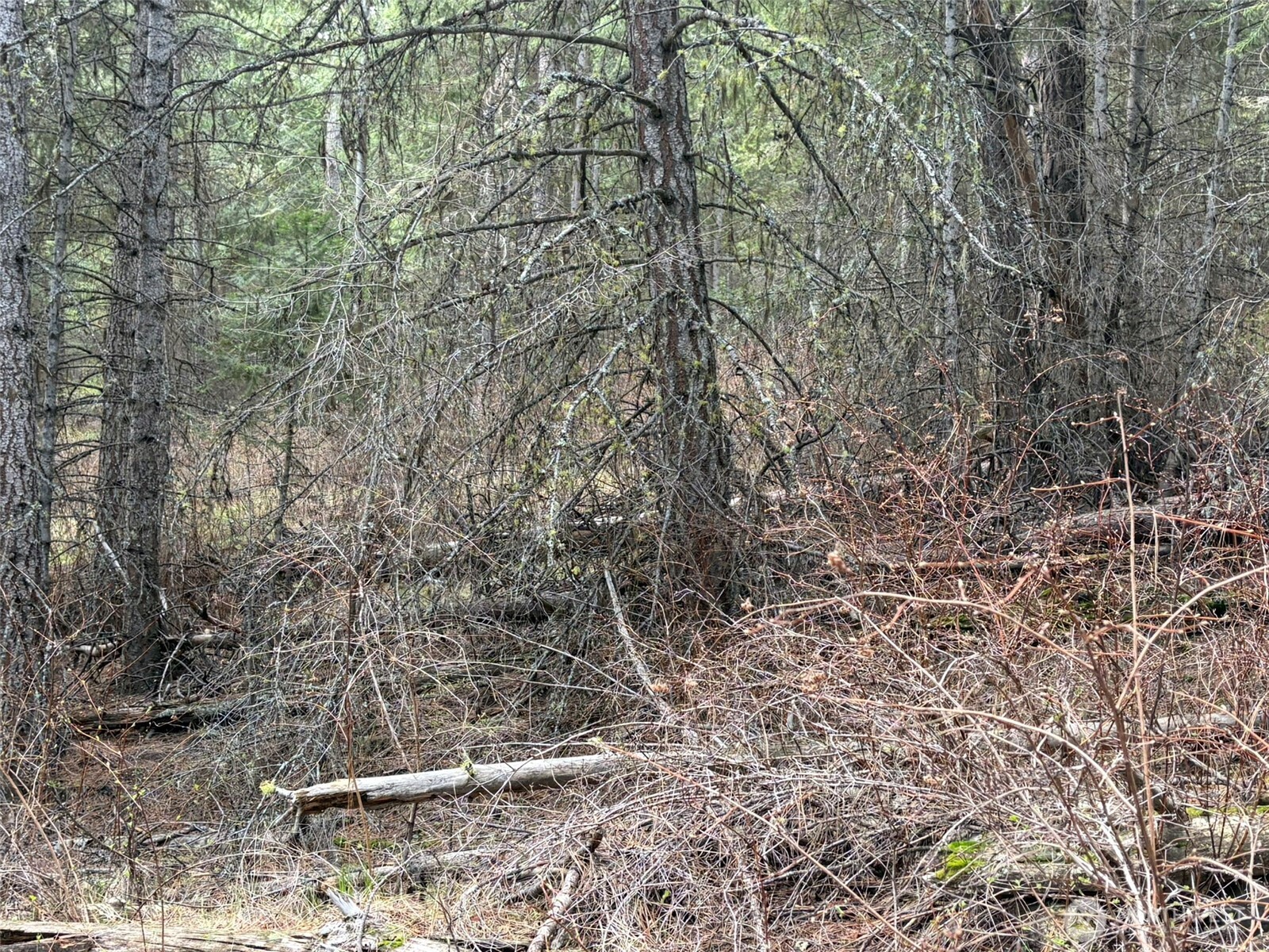 111-tbd W West Curlew Lake Road Republic, WA 99166 - Photo 7 of 16