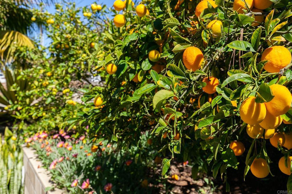 645 Glenmont Drive Solana Beach, CA 92075 - Photo 30 of 31