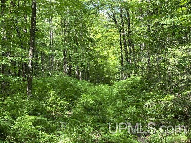 40-acres New DNR Road Crystal Falls, MI 49920 - Photo 28 of 46