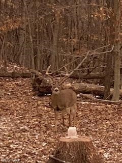 1010 Butterbean Ridge Road Philo, OH 43771 - Photo 22 of 24 View of nature