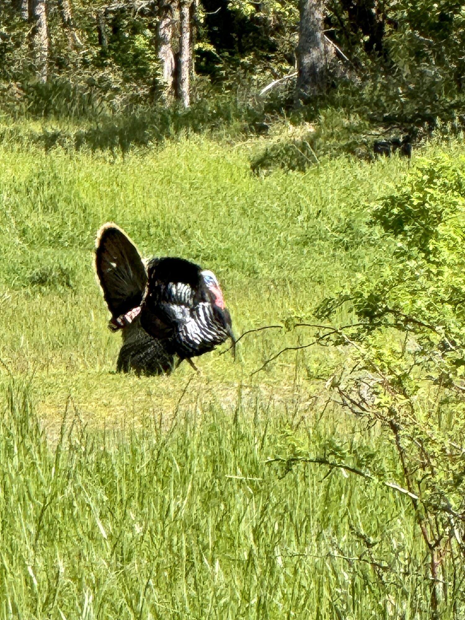 6798 Hugo Road Grants Pass, OR 97526 - Photo 34 of 38 Gobble gobble