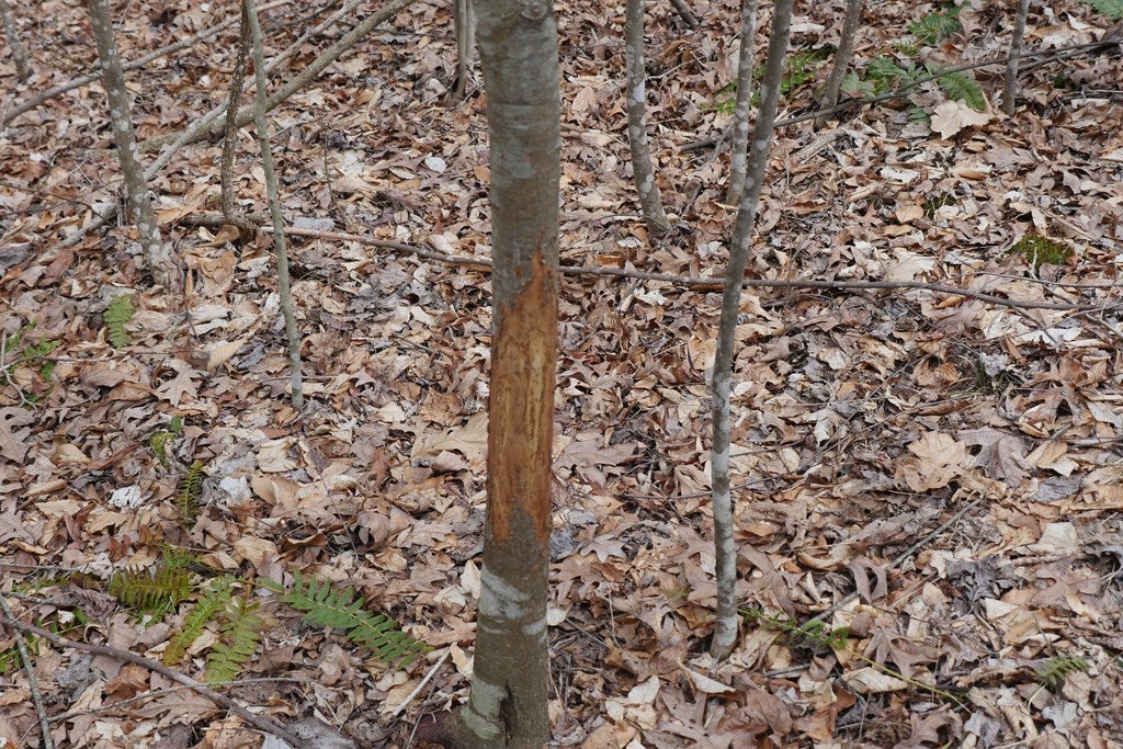Tbd Old Mill Road, Unit 23 Glade Spring, VA 24340 - Photo 24 of 32 Gallery Image 24