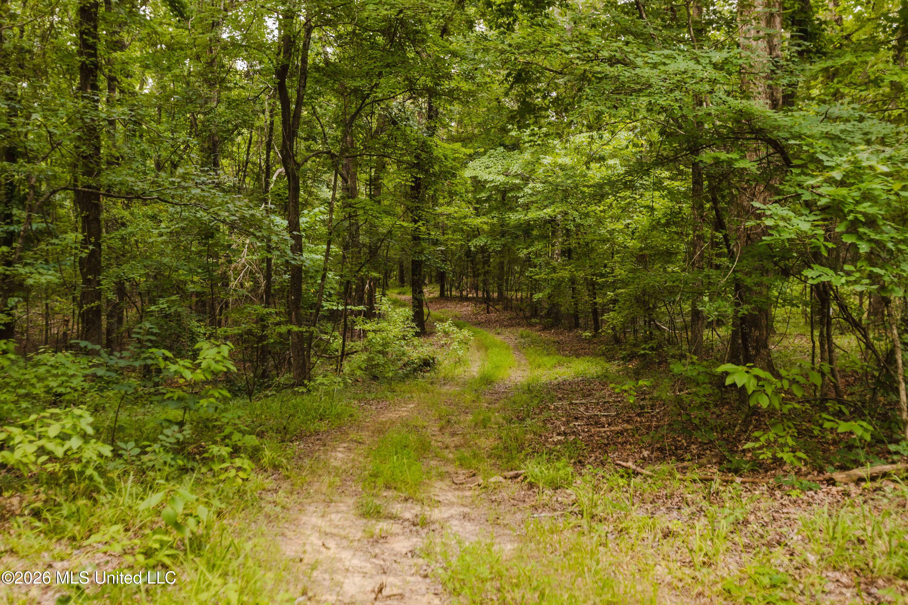 Tallaha Road Scobey, MS 38953 - Photo 8 of 19 watsonphotography260725151529