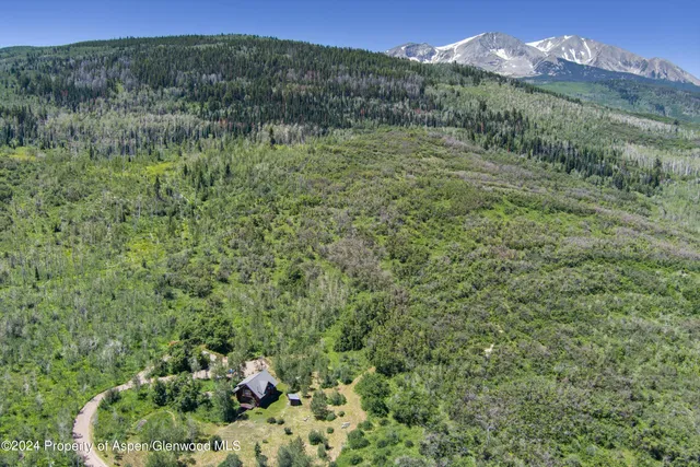 a view of a lush green forest with a mountain