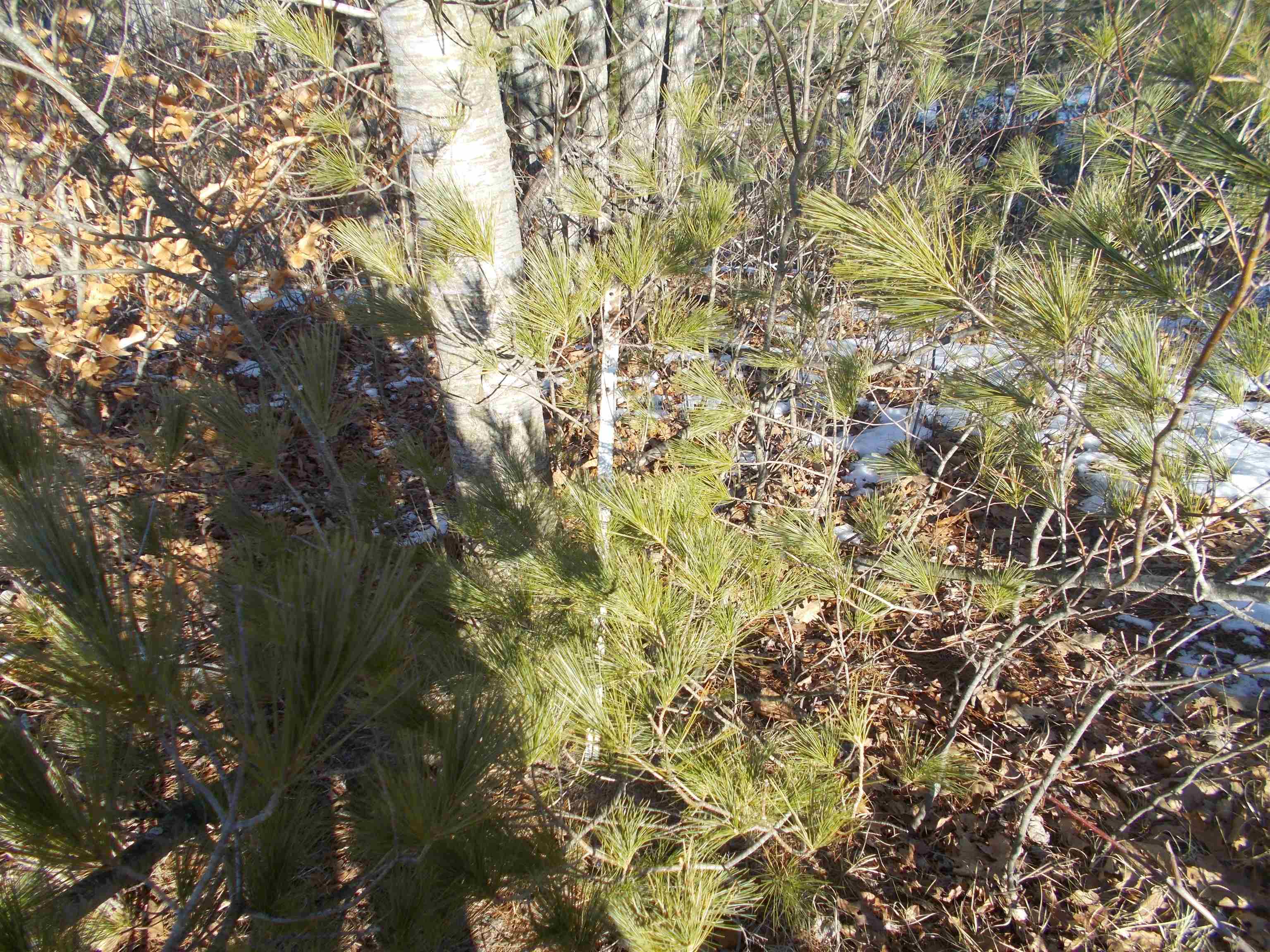 0 East County Line Road Whittemore, MI 48770 - Photo 10 of 22