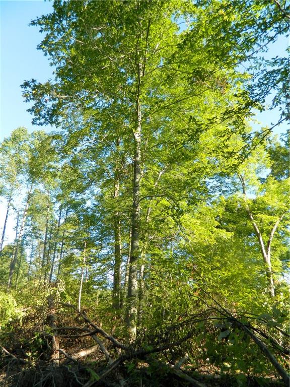6954 East Sylvania Road Bloomfield, IN 47424 - Photo 6 of 11 Gallery Image 6