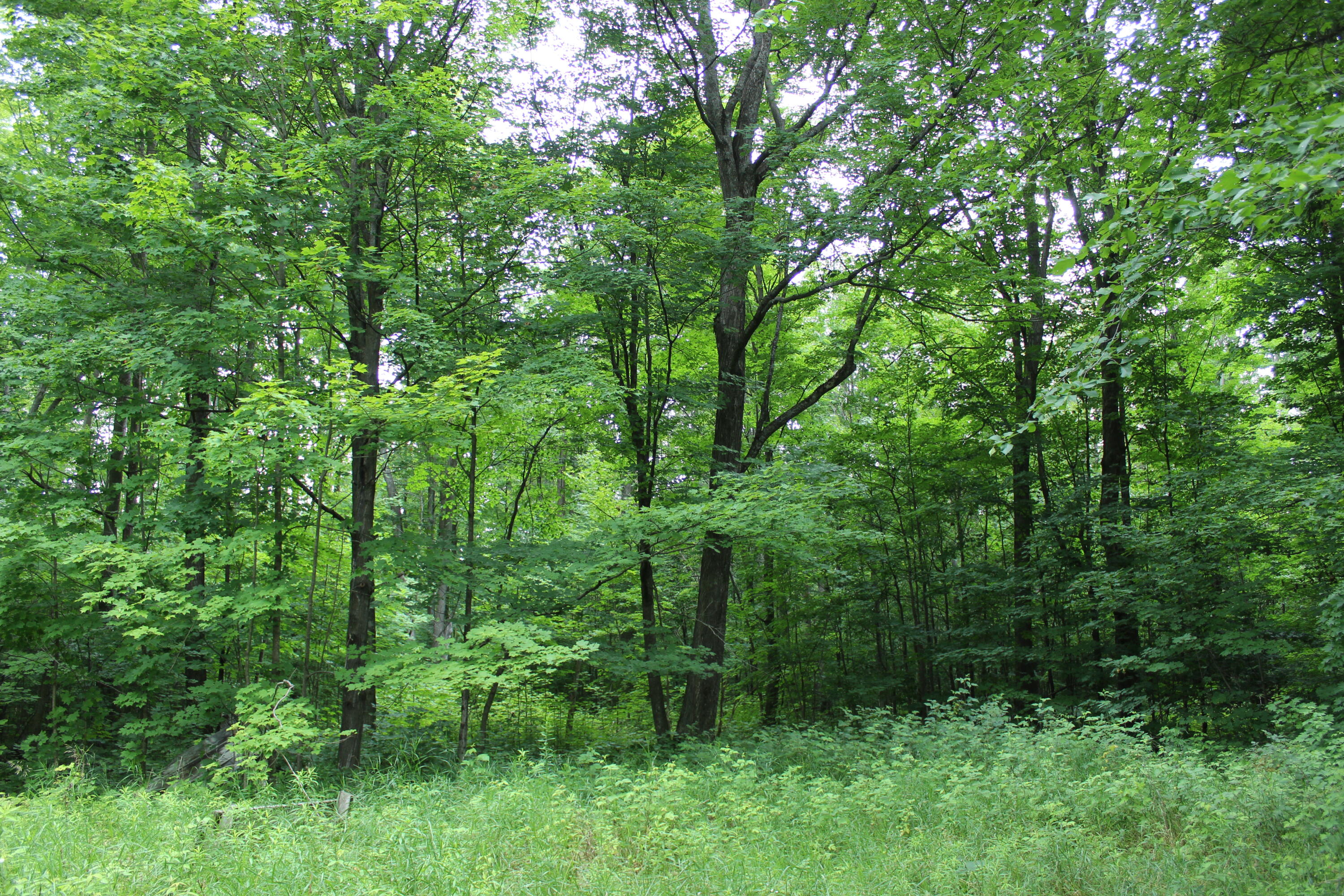 Callahan Trail Frederic, MI 49733 - Photo 1 of 3 Gallery Image 1