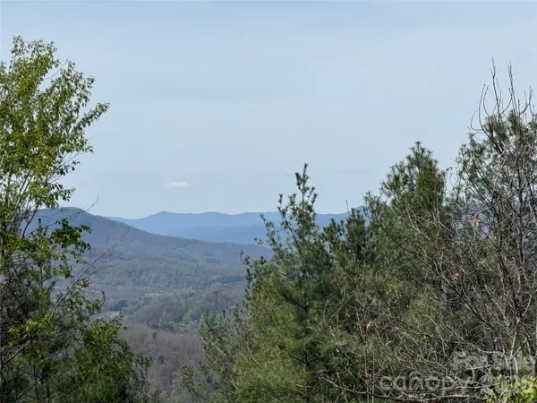 a view of a bunch of trees and bushes