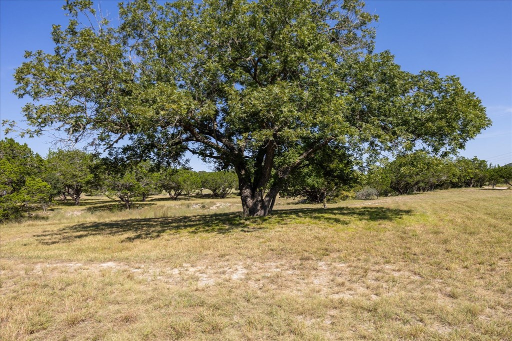 363 Elm Pass 2 Center Point, TX 78010 - Photo 5 of 60 a view of a yard with a large tree