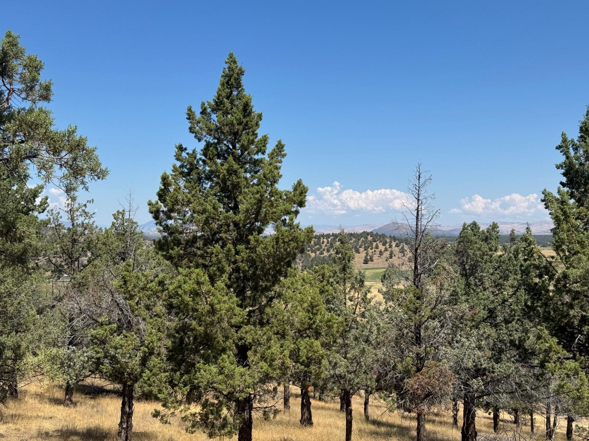9-1 Unit Road Weed, CA 96094 - Photo 2 of 42 Gallery Image 2