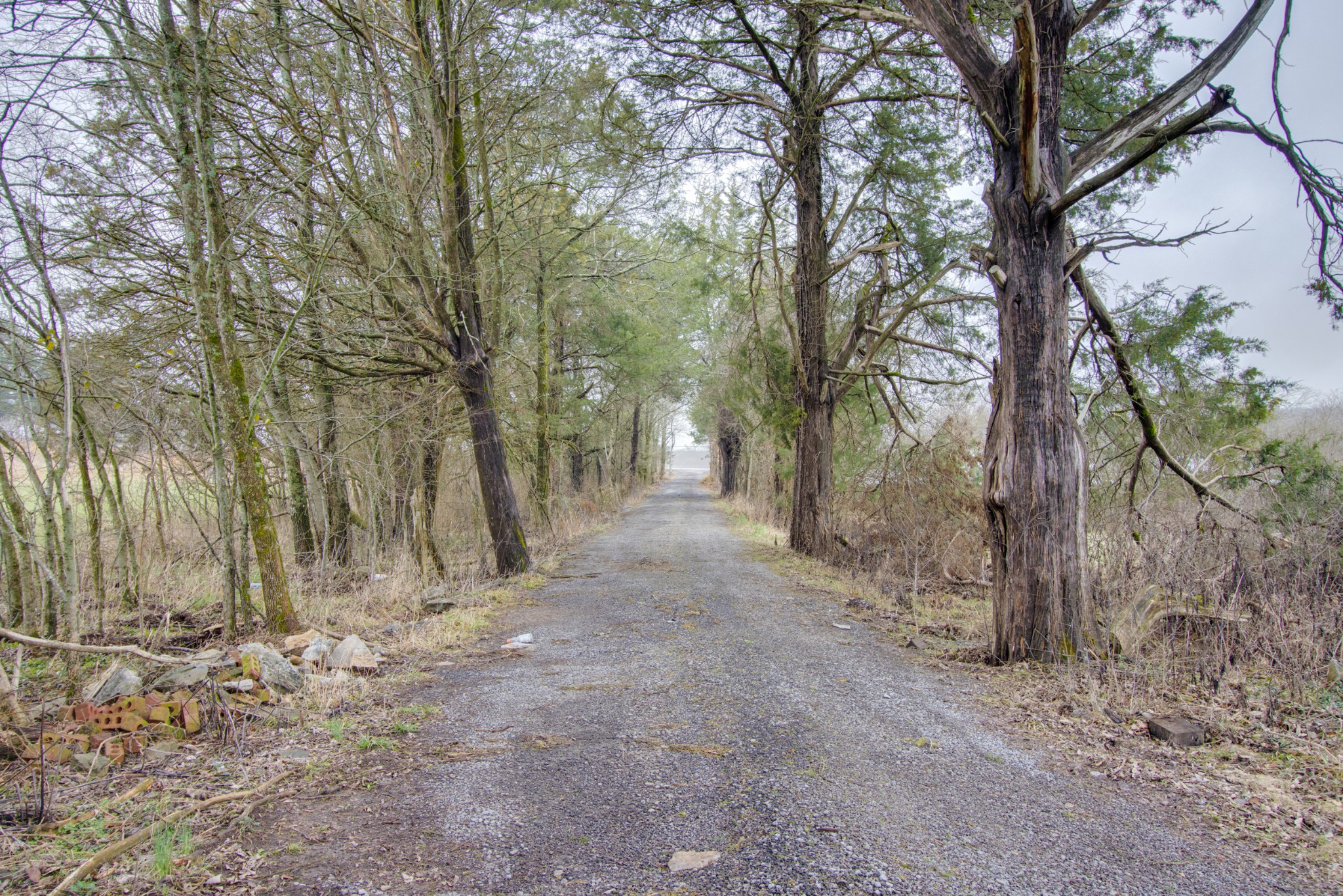 6186 Old Murfreesboro Road East Lebanon, TN 37090 - Photo 44 of 44 a view of a forest filled with trees