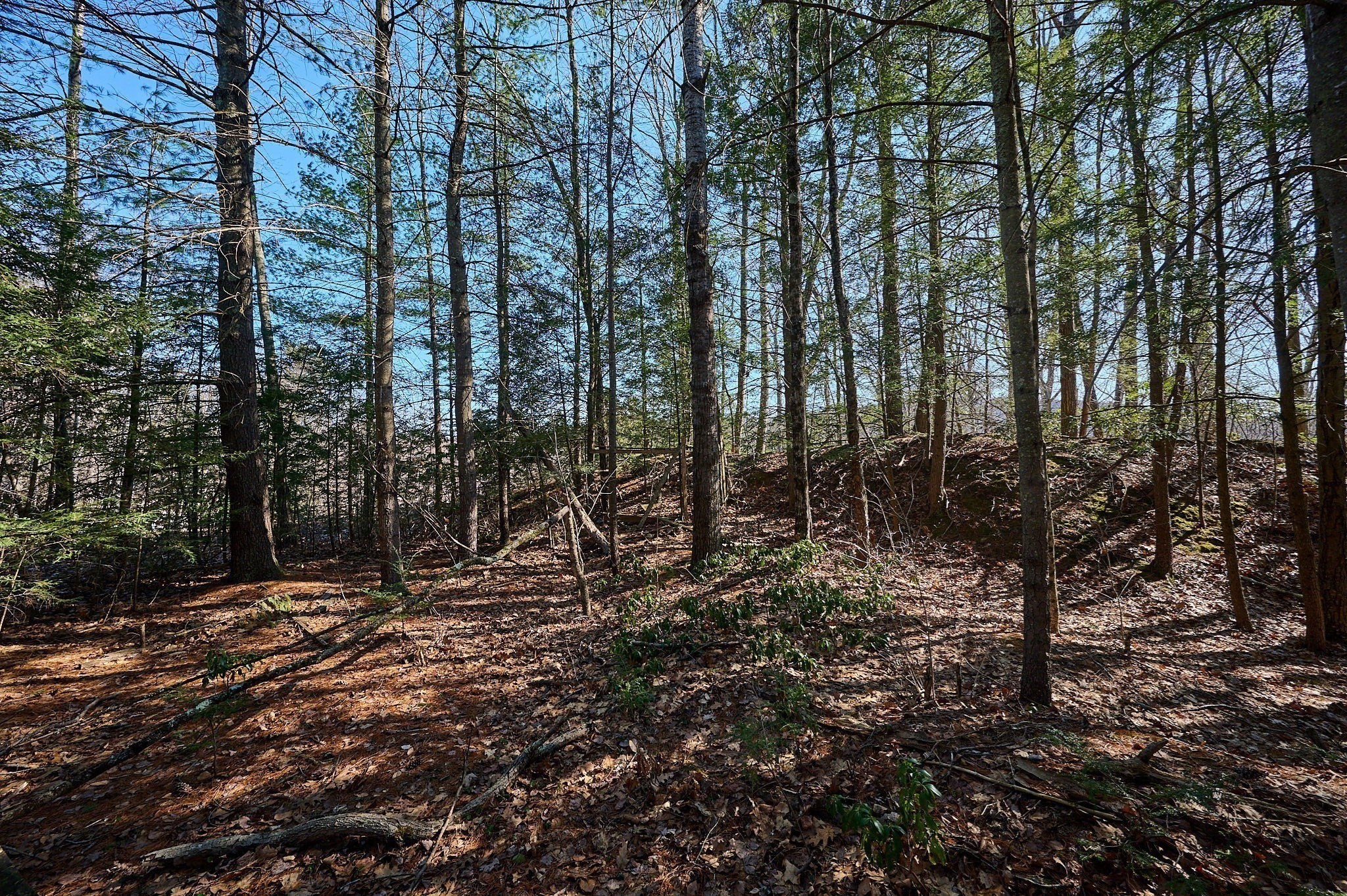 0 Pine Hill Road Russell, MA 01071 - Photo 1 of 15 Gallery Image 1
