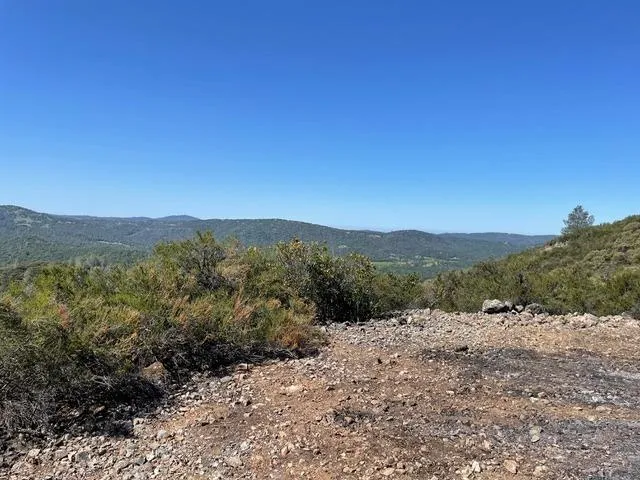 a view of a forest with a tree in the background