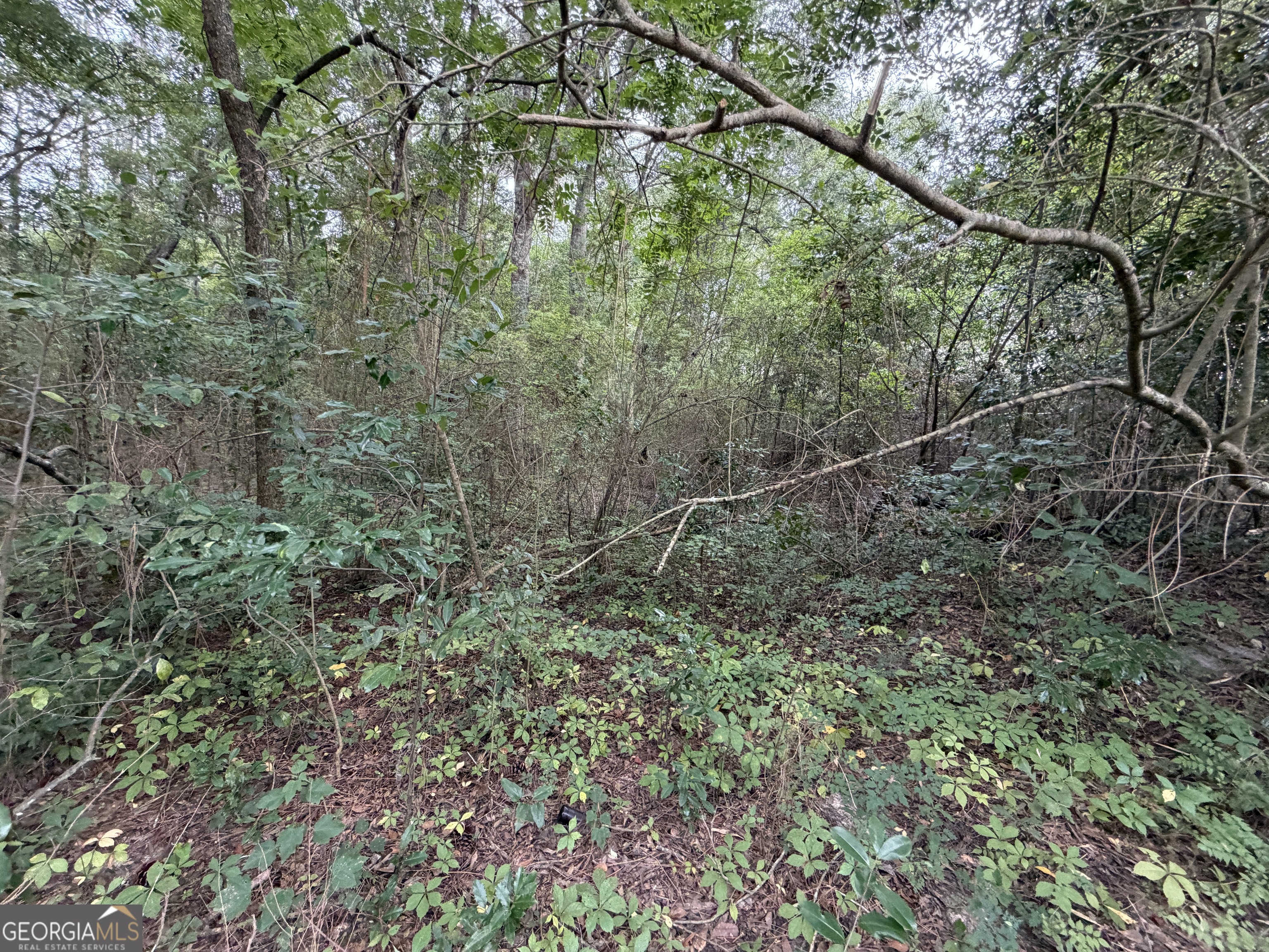 77-acre 77-acre Leary North Road Ashburn, GA 31714 - Photo 11 of 11