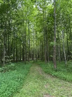 a view of a grassy field with trees in the background