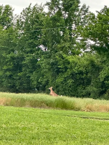 a view of outdoor space and yard