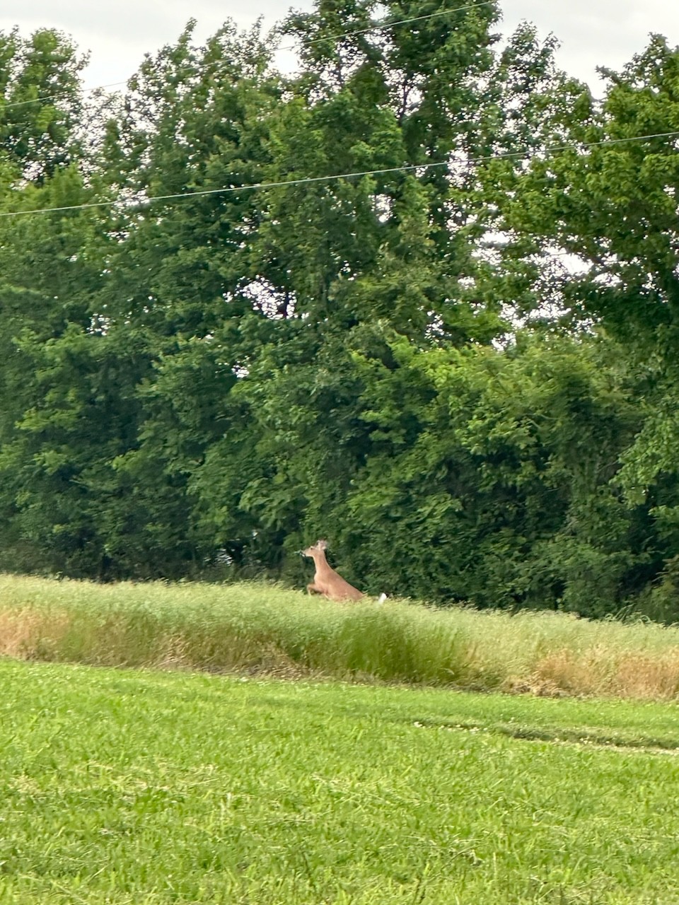 4850 Hyde Road Springfield, TN 37172 - Photo 13 of 13 a view of outdoor space and yard