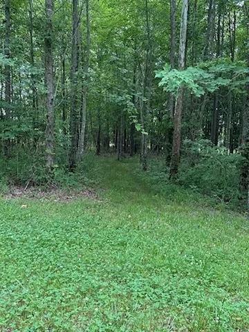 a view of a lush green forest