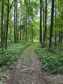 a big yard with lots of green space and trees