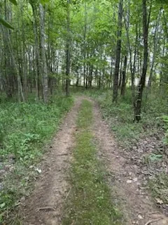 a view of a green field with lots of trees
