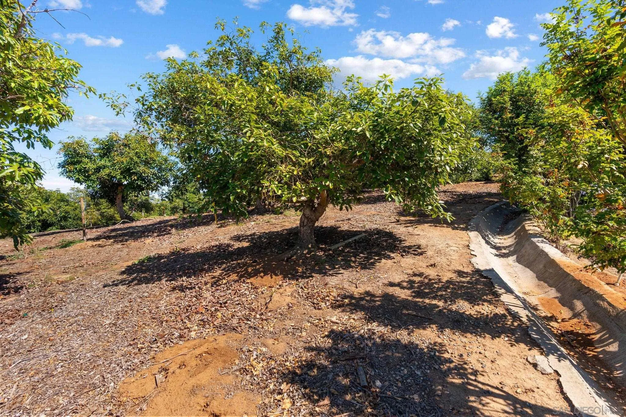 546 Morro Hills Road Fallbrook, CA 92028 - Photo 42 of 52 a view of a forest with trees