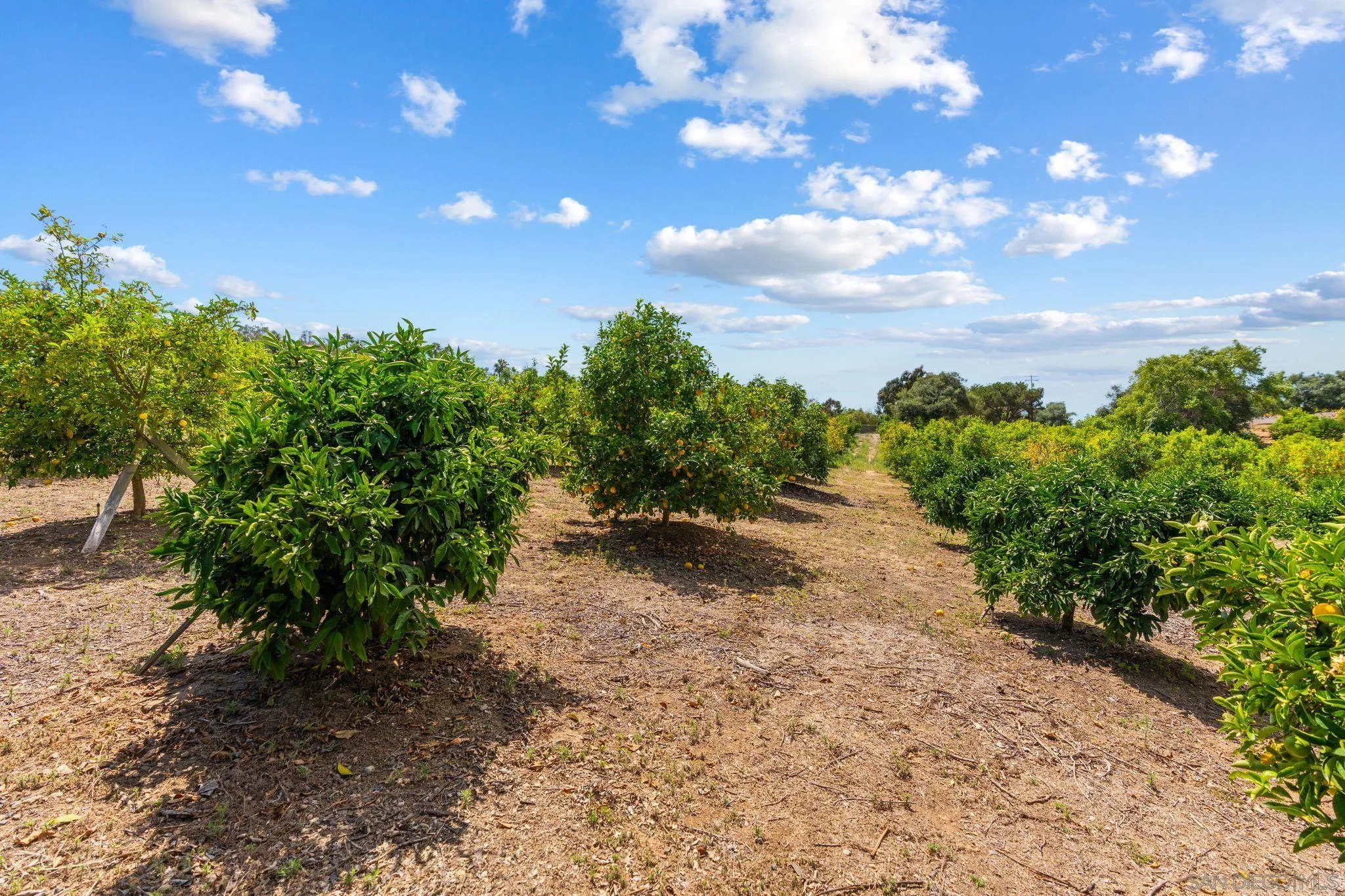 546 Morro Hills Road Fallbrook, CA 92028 - Photo 49 of 52 a view of a large yard with lots of green space